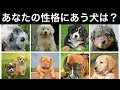 【心理テスト】あなたの性格にピッタリな犬はこれ！深層心理から相性のいい犬をみつけるテスト