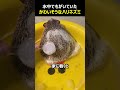 水中でもがいていた哀れなハリネズミ