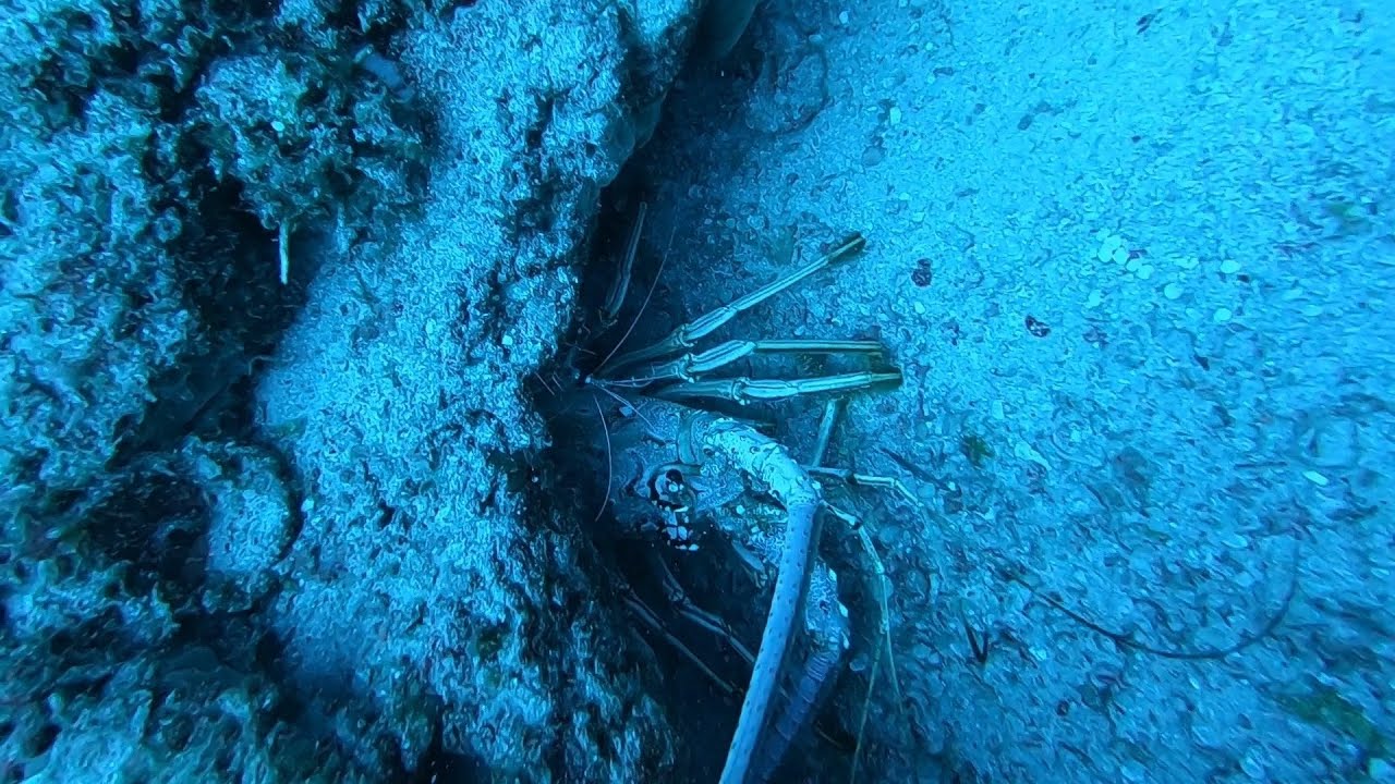 220-lobster-and-red-grouper-spot-youtube