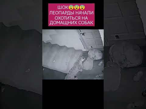 Леопарды забирают домащних собак, #shortsvideo #шортс #nature #animals #wildlife #экстрим