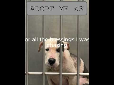 LEFT FOOT, RIGHT FOOT, WAITING FOR A HOME!! #pitbull #pets #doglife #bullybreed #adoptme #mixedbreed