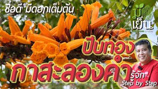 ปีบทอง ชื่อดี มีดอกเต็มต้น Radermachera ignea