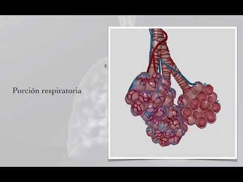 Video: ¿Por qué las paredes alveolares son tan delgadas?