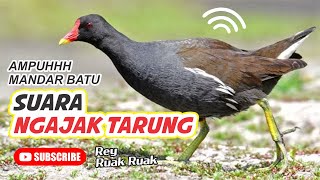 Suara Mandar Batu Ngajak Tarung