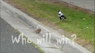 Killer Magpie vs Big Rat - when animals attack!