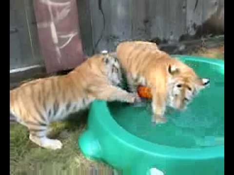 Tigers-Short