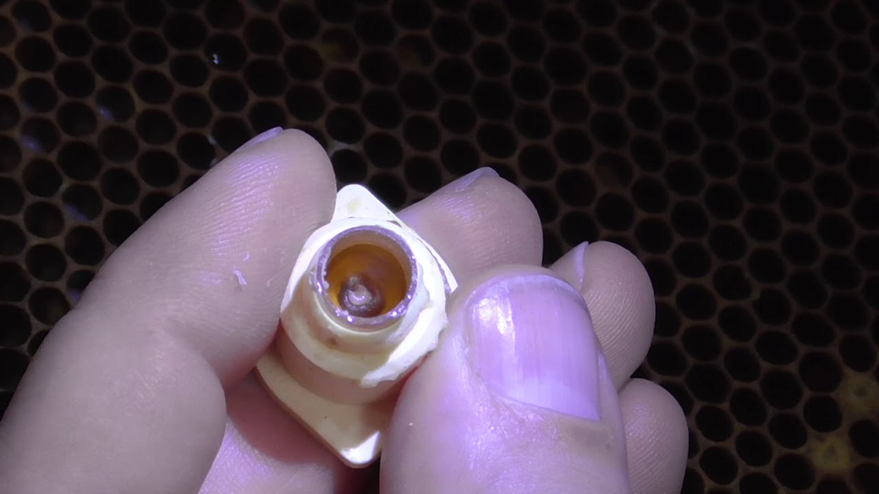 Bienen Imkerei, Start der Königinnenzucht 2019