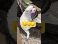 Youtubeライブ前はいつもこうなる🤣🤣🤣#shorts #可愛い犬 #マルチーズ