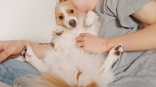 Dog Acts Cute at Dad After Mom Tells Him to Go Away