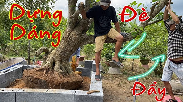 Bứng Và Trồng Cây Lộc Vừng.
