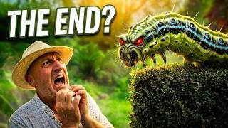 How to Get Rid of and Kill Box Tree Caterpillar