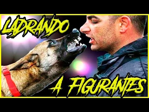 Video: Cómo enseñar a un perro a ladrar a un extraño