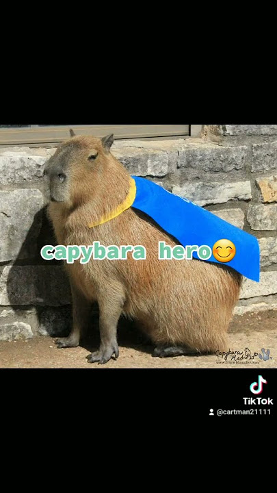 capivaras #meme #memes #capivara #foryou #fofa, capibara