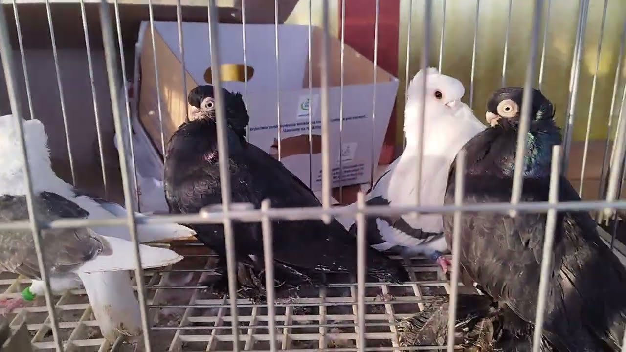 EŁK część 2.GOŁĘBIE LITEWSKA WIEDZA O MIKOŁAJEWSKICH!!!🤝👍👁️😉👀💪21.2.2026