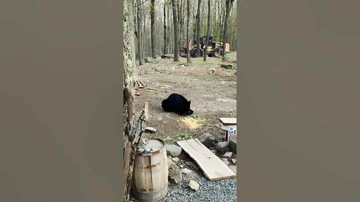 Among the trees