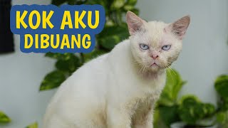 KUCING MATA BIRU YANG DIBUANG DI JALANAN