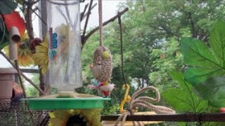 naturelife live tv Vertical 180326