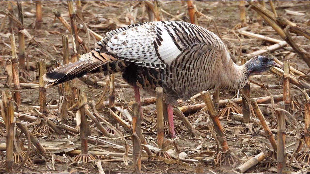 Dindon sauvage "Smokephase coloration" Wild Turkey YouTube
