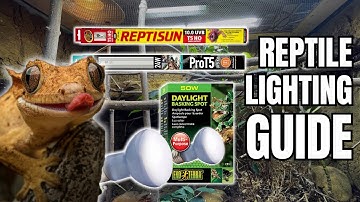 Ultimate Reptile Lighting Guide