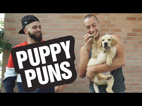 puppies,-kittens-and-puns!-|-the-pun-guys