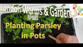 Transplanting Parsley from Seed Tray into Pots