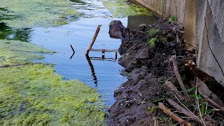 Beaver Trapping 101-The Basic sets Part 4 - Double Dam Break Beaver Set