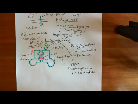 Clathrin Mediated Endocytosis and The Endocytic Pathway Part 3