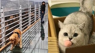 🤣Cute And Funny Cats 😺 Dogs 🐶 Videos Compilation Best Moment of the Animals # 6   CuteAnimalShare by CuteAnimalShare 2,184 views 5 years ago 6 minutes, 2 seconds