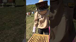 V Úli Už Nemajú Miesto