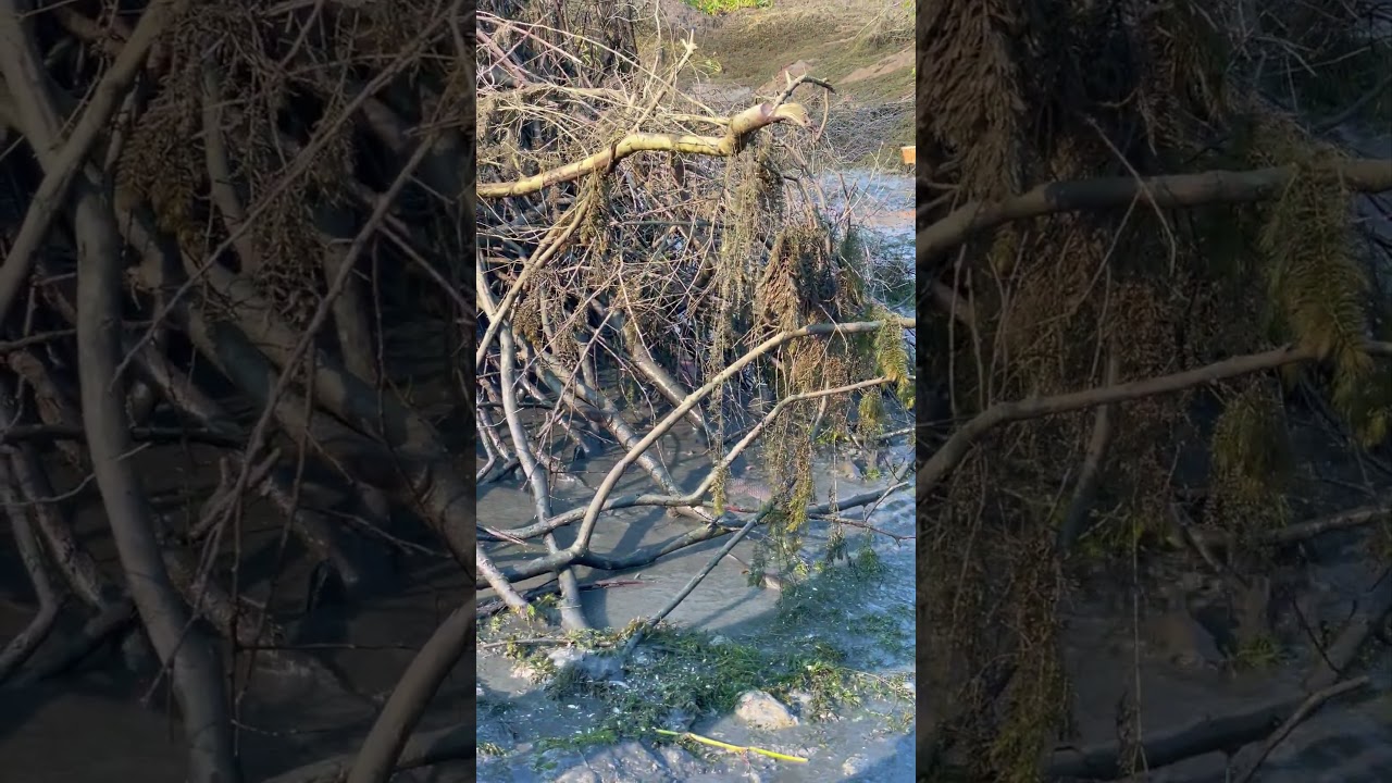 Amazing Fishing in Rural Areas #shorts