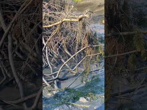 Amazing Fishing in Rural Areas #shorts