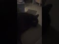 Мяу ёпта #мем