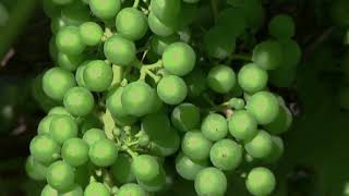 Australia wine exports to China soar as tariffs lifted | REUTERS