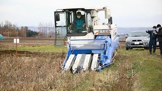 理想のあん作りプロジェクト　十勝大福、折笠農場が小豆収穫