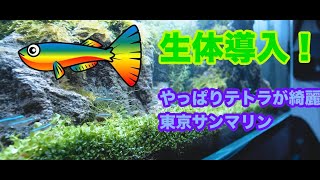 生体導入！アクアショップで結局定番のあの魚！セールもやってたし