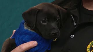 Help clear the shelters by adopting a pet | HOUSTON LIFE | KPRC 2