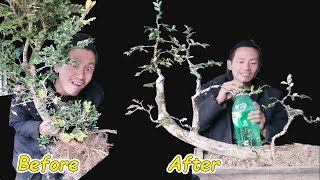 How to bend a bonsai - guide to create beautiful bonsai, bonsai art#15