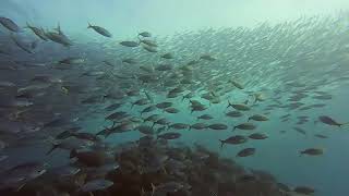 Fish Tornado! Scuba Diving Raja Amapt January 2020
