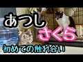 【ヒロシの自由じかん】あっちゃんとさくら 初めて遊ばせてみる