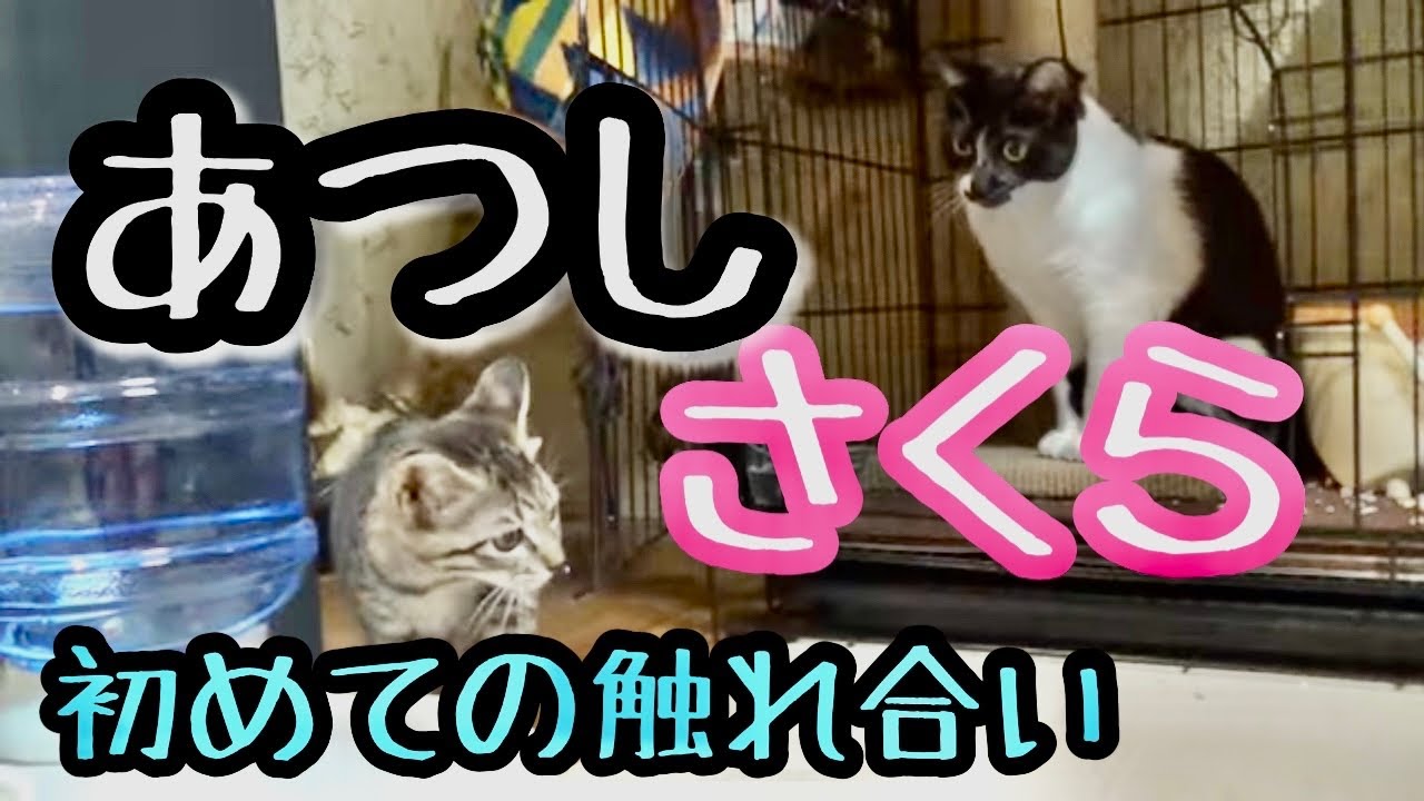 【ヒロシの自由じかん】あっちゃんとさくら 初めて遊ばせてみる