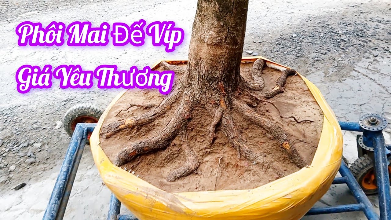 📲0374816778 Phôi Đẹp Dáng Đẹp Đế Víp Ngày 26/2 Người Miền Tây 