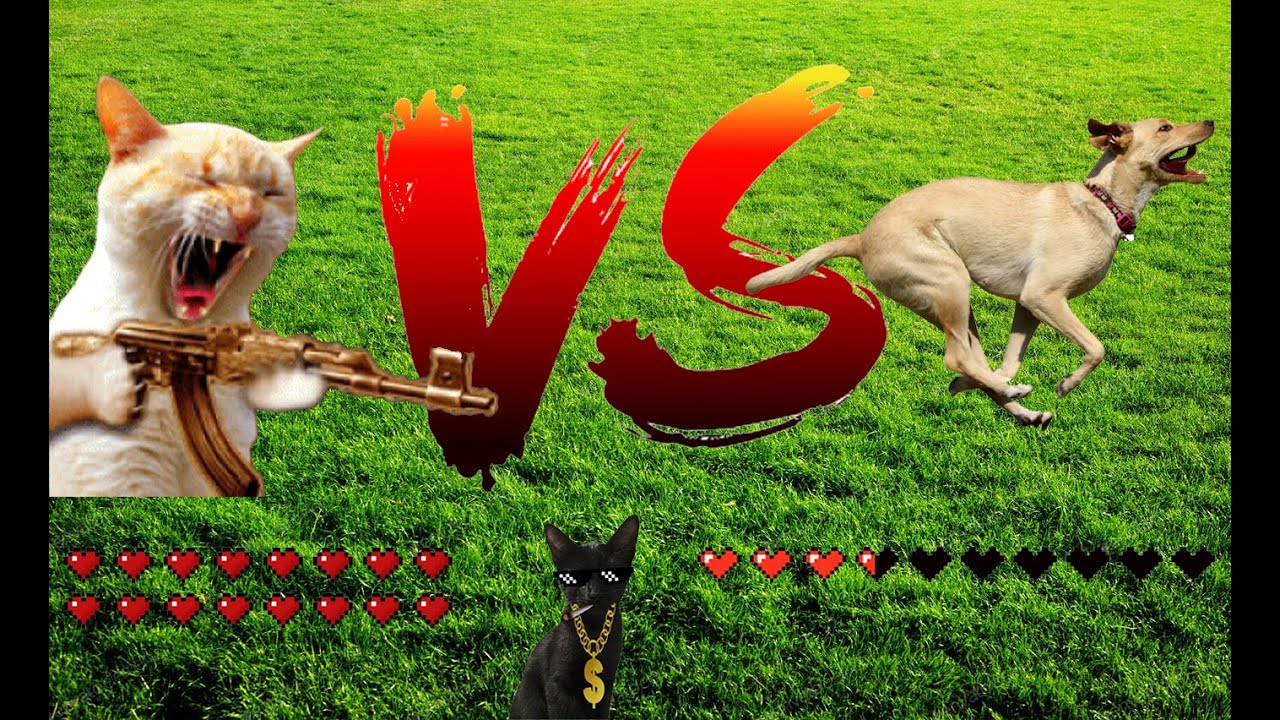 KILLER CAT VS  DOG getting scared compilation 2021