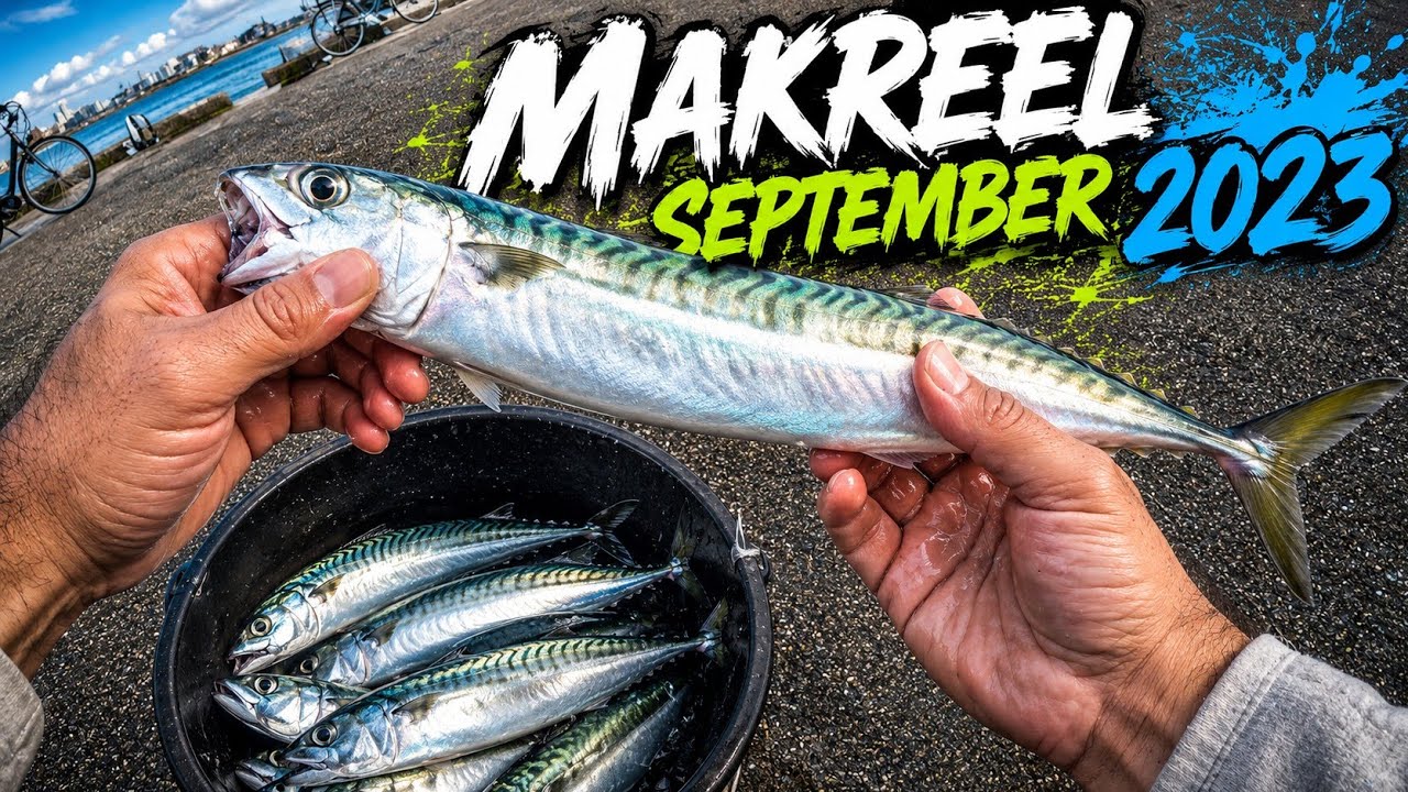 Makreel vissen eind september 2023 YouTube