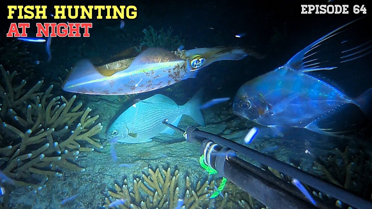 NIGHT SPEARFISHING EPISODE 64 FISH HUNTING AT NIGHT YouTube