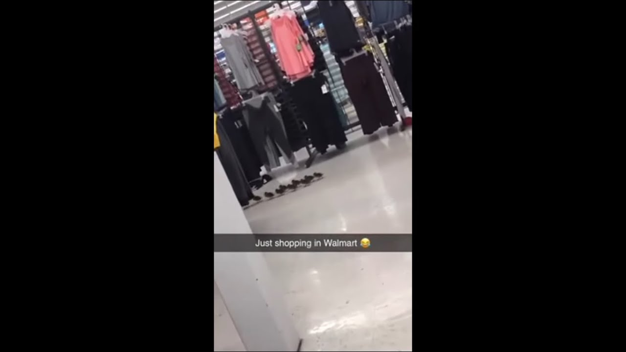 Mommy Goose and Goslings Shopping in Walmart