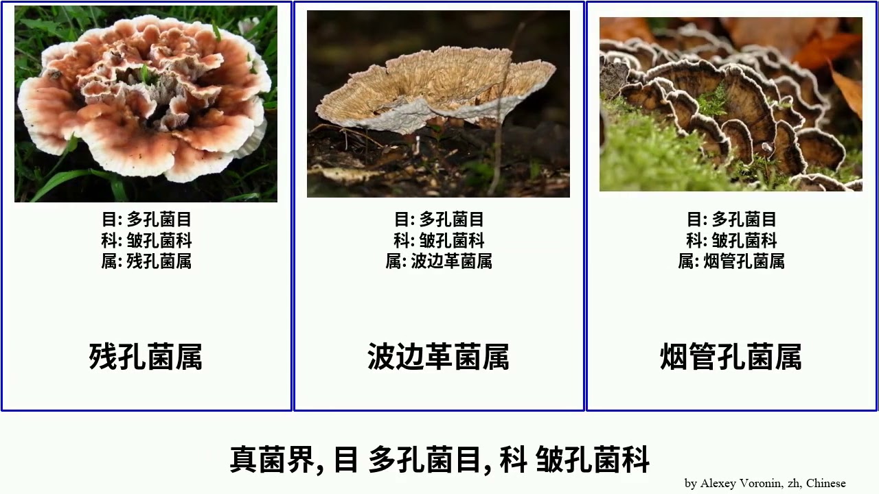 真菌界, 目 多孔菌目, 科 皱孔菌科 fungus 壳皮革菌属 丝皮菌属 根刺射脉菌属 纹枯状革菌属 残孔菌属 拟韧革菌属 紫黑韌革菌 Nineties 扫状菌属 半胶菌属 拟圆柱菌属 耙齿菌属