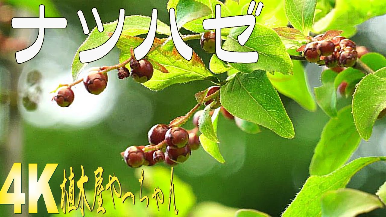 山採り自然樹形ナツハゼ 実 2023 - YouTube