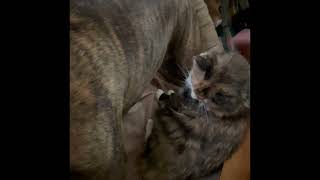 Koko cat invading Yoni dog’s bed. Calico has a big brindle sister.