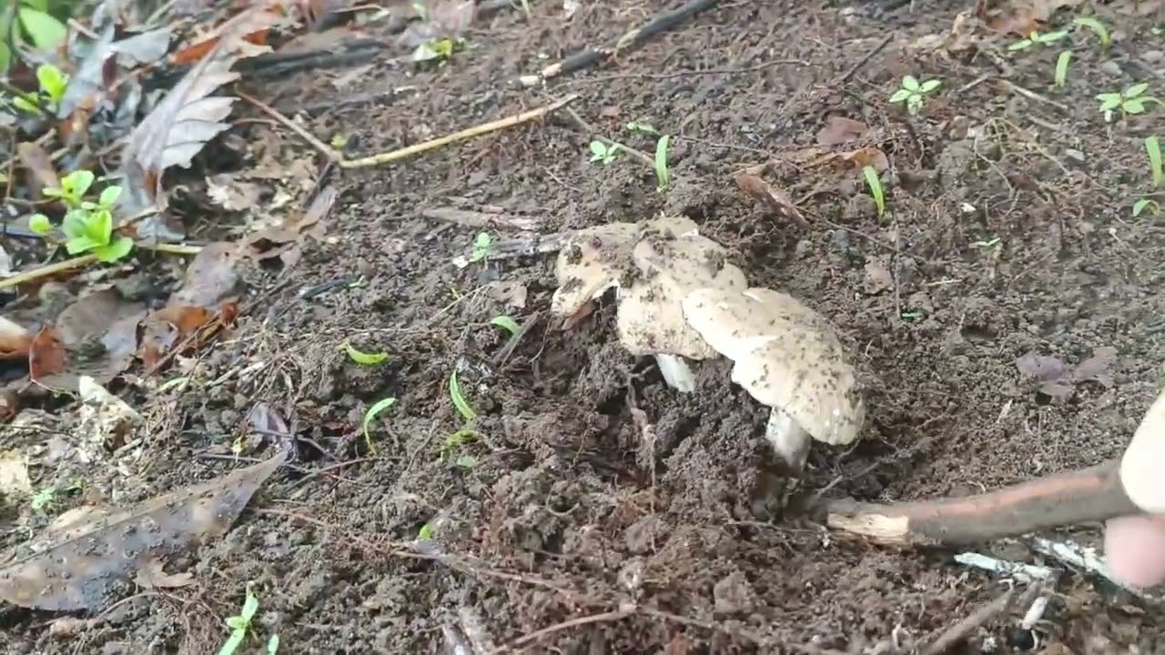 jamur barat semakin langka