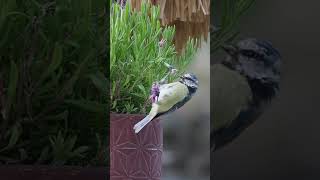 Blue Tit steals Lavender & Mint! #spring2023 #ukbirds